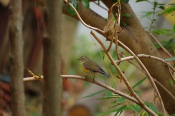 Red-flanked Bluetail 鶴舞公園(名古屋) Sun, 2/21/2016