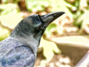 2020年3月9日(月) 等々力渓谷の野鳥観察記録