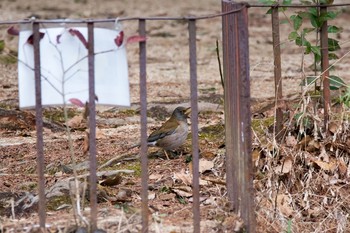 Pale Thrush 須磨離宮公園 Mon, 2/22/2016