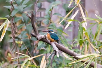 Common Kingfisher 須磨離宮公園 Mon, 2/22/2016