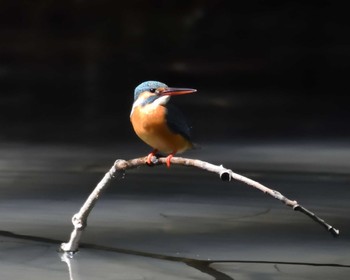 カワセミ 万博記念公園 2020年3月9日(月)