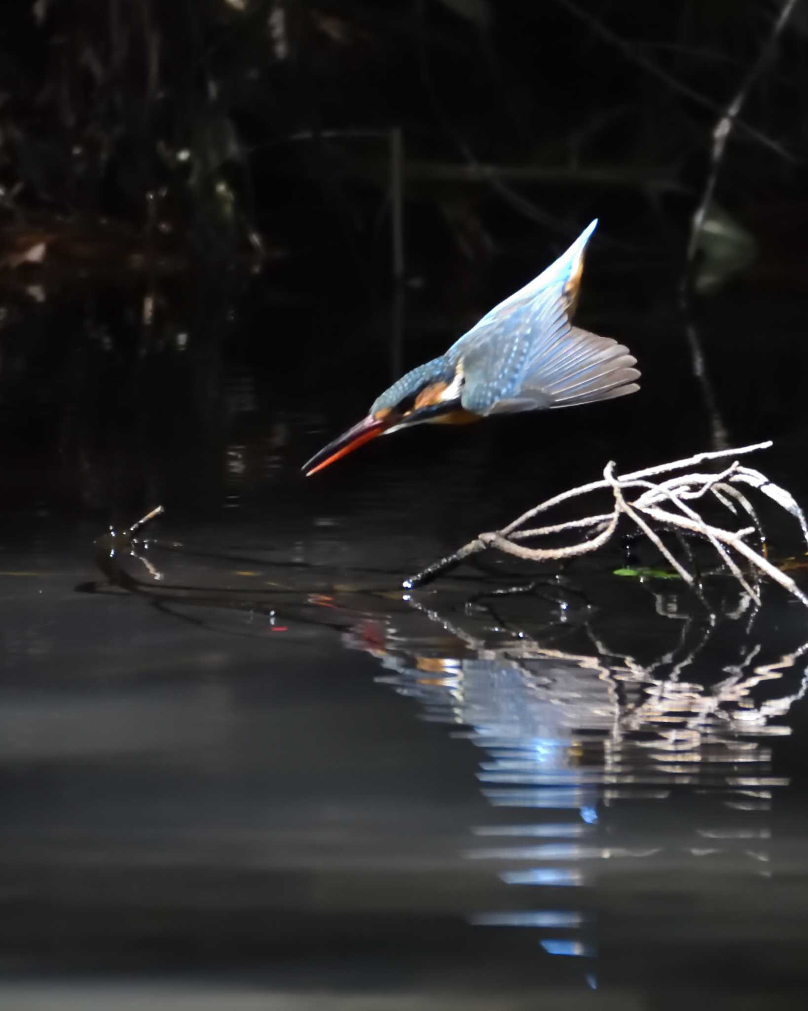 Photo of Common Kingfisher at 万博記念公園 by ししまる