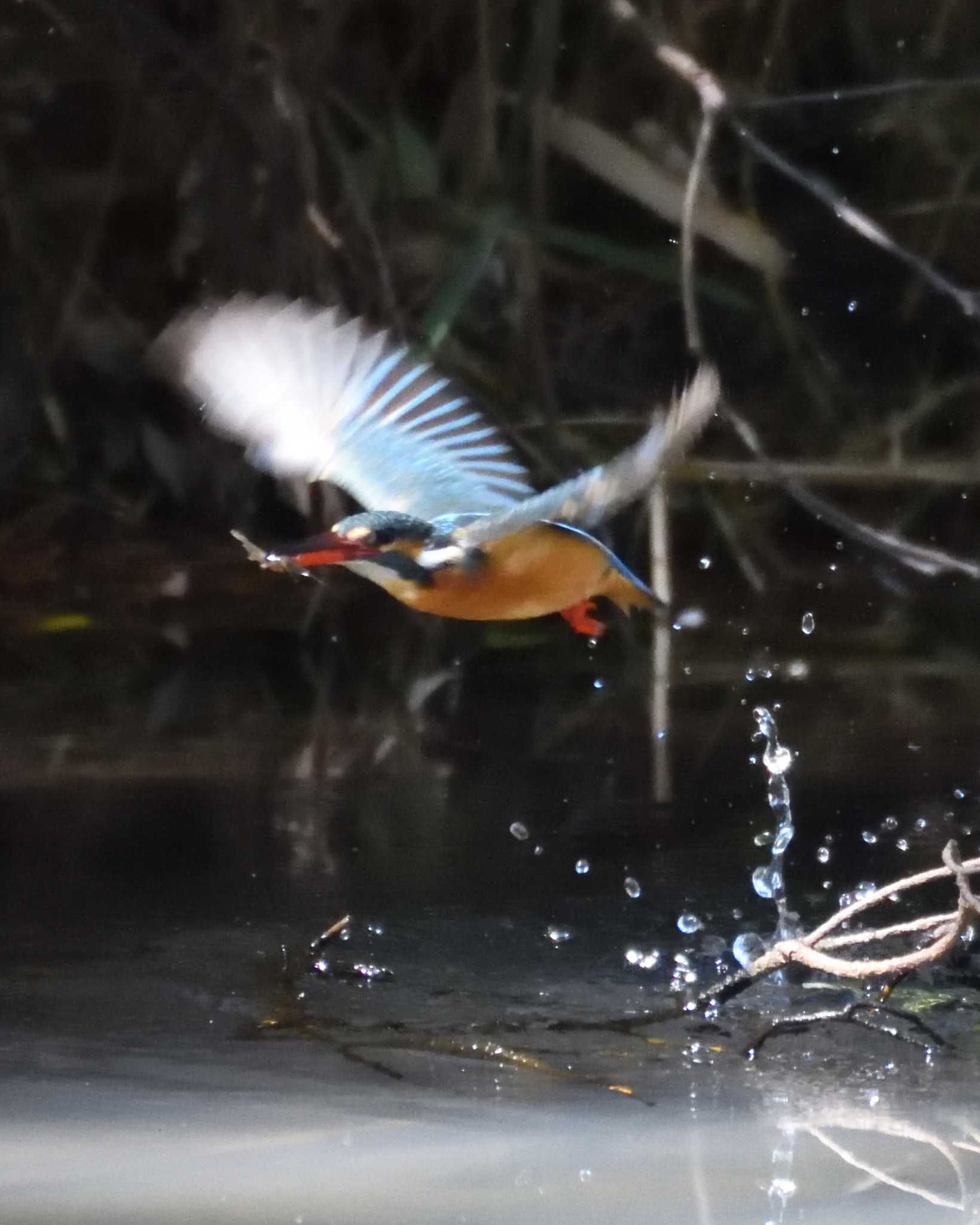 Photo of Common Kingfisher at 万博記念公園 by ししまる