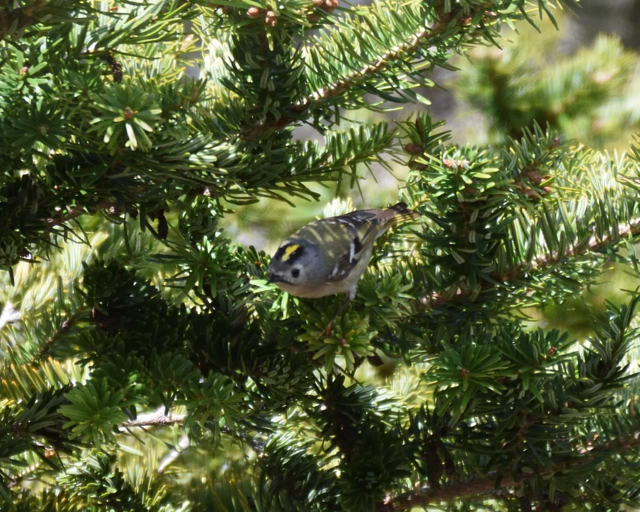 Photo of Goldcrest at 万博記念公園 by ししまる