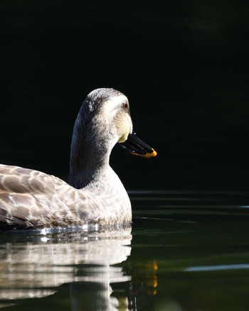 2020年3月9日(月) 万博記念公園の野鳥観察記録