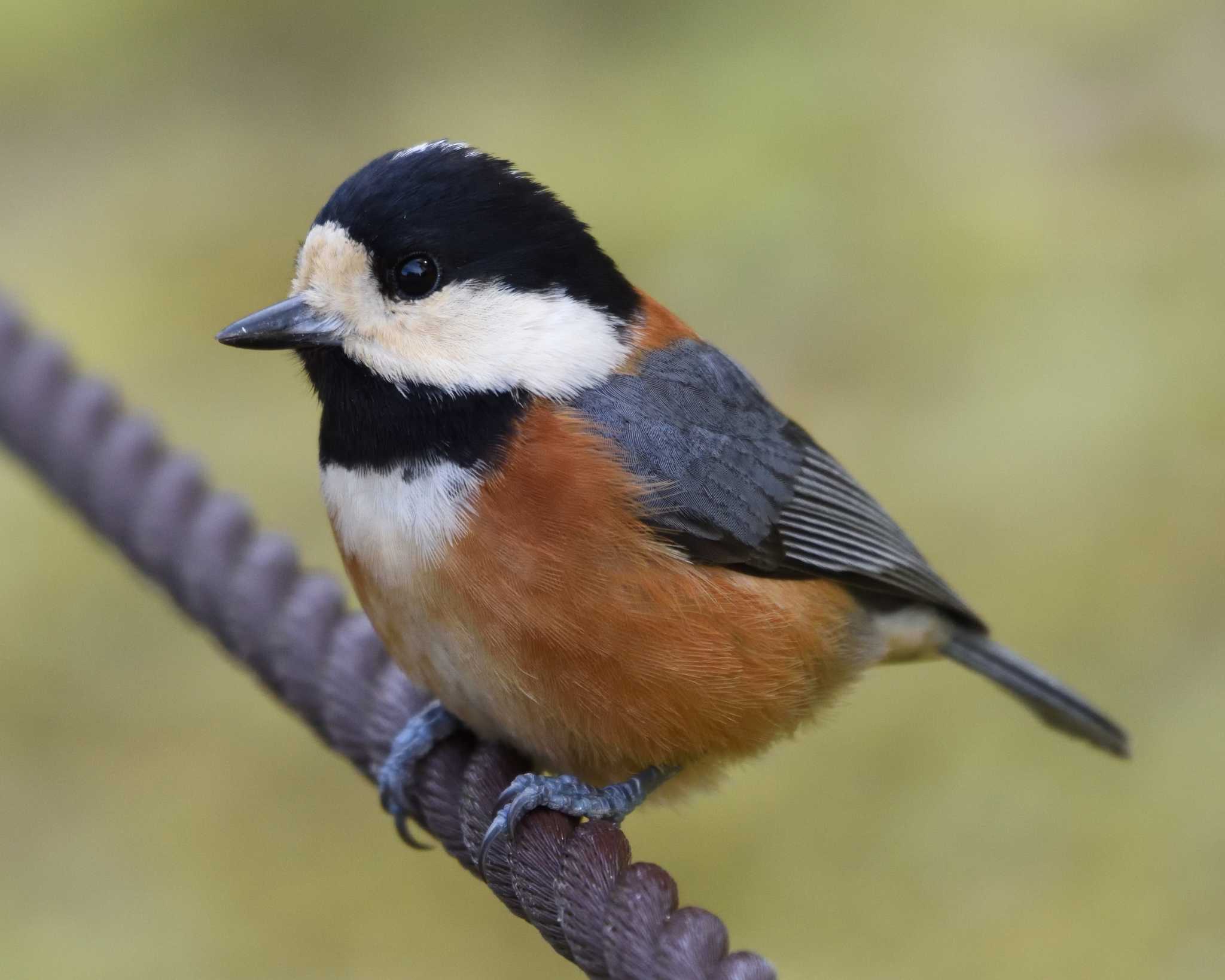 Photo of Varied Tit at 万博記念公園 by ししまる