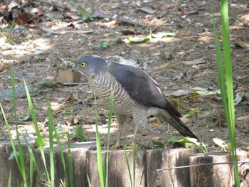 Japanese Sparrowhawk 三鷹 Mon, 2/22/2016