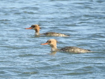 2020年3月9日(月) ふなばし三番瀬海浜公園の野鳥観察記録