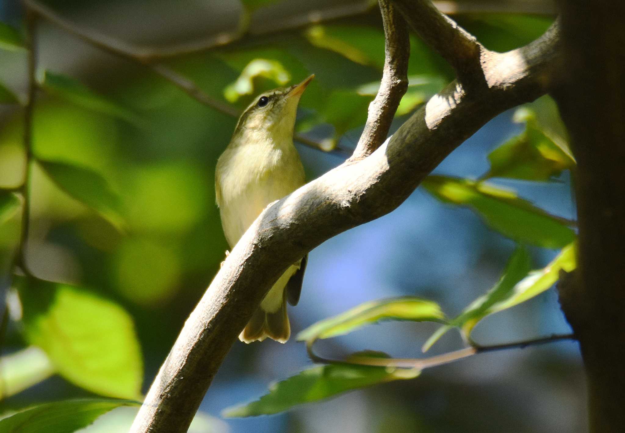 石神井公園 メボソムシクイの写真 by お気楽探鳥家