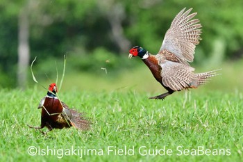 コウライキジ 石垣島 2020年3月9日(月)