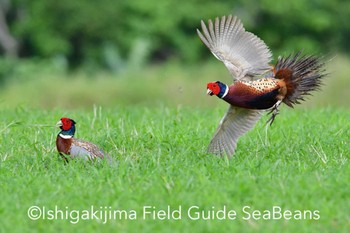 Common Pheasant Ishigaki Island Mon, 3/9/2020