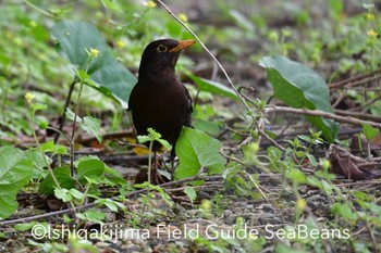 Chinese Blackbird Ishigaki Island Mon, 3/9/2020