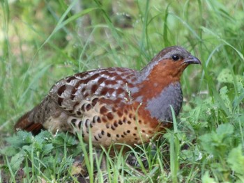 Chinese Bamboo Partridge Tama Cemetery Unknown Date