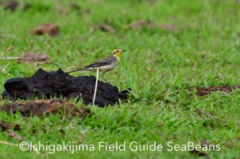 Citrine Wagtail Ishigaki Island Mon, 3/9/2020