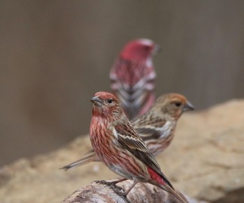 Pallas's Rosefinch 埼玉県 Mon, 3/9/2020