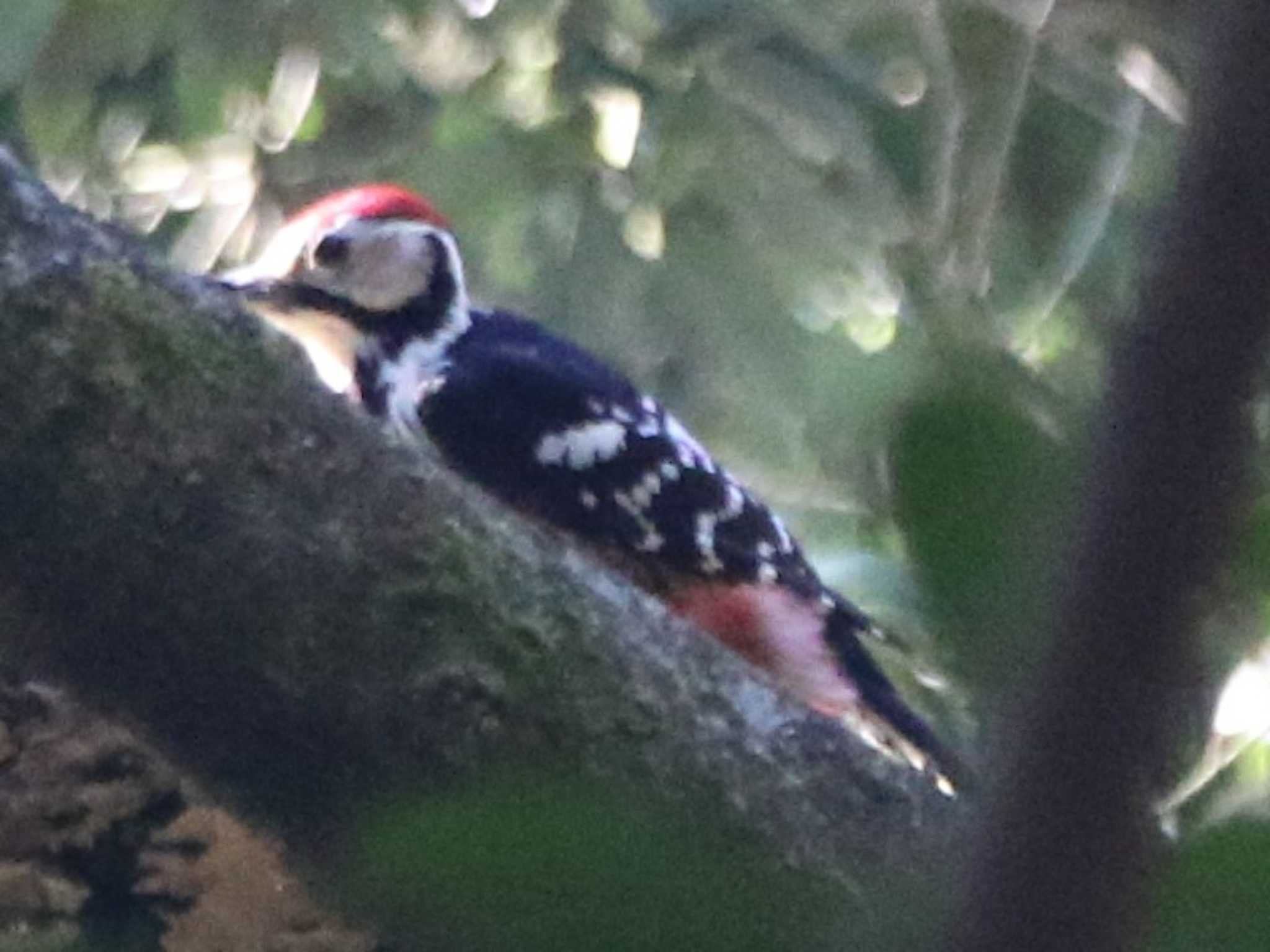 White-backed Woodpecker