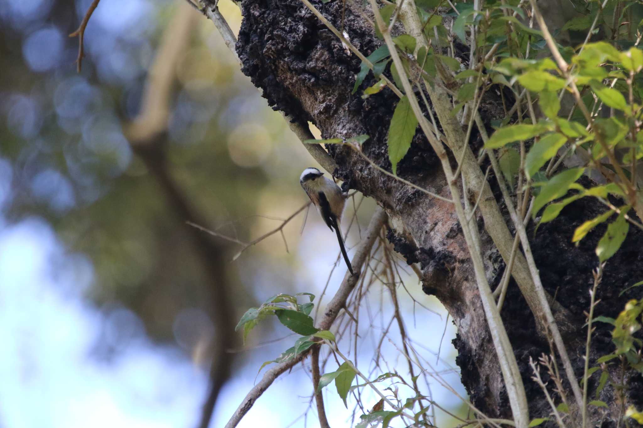 Long-tailed Tit