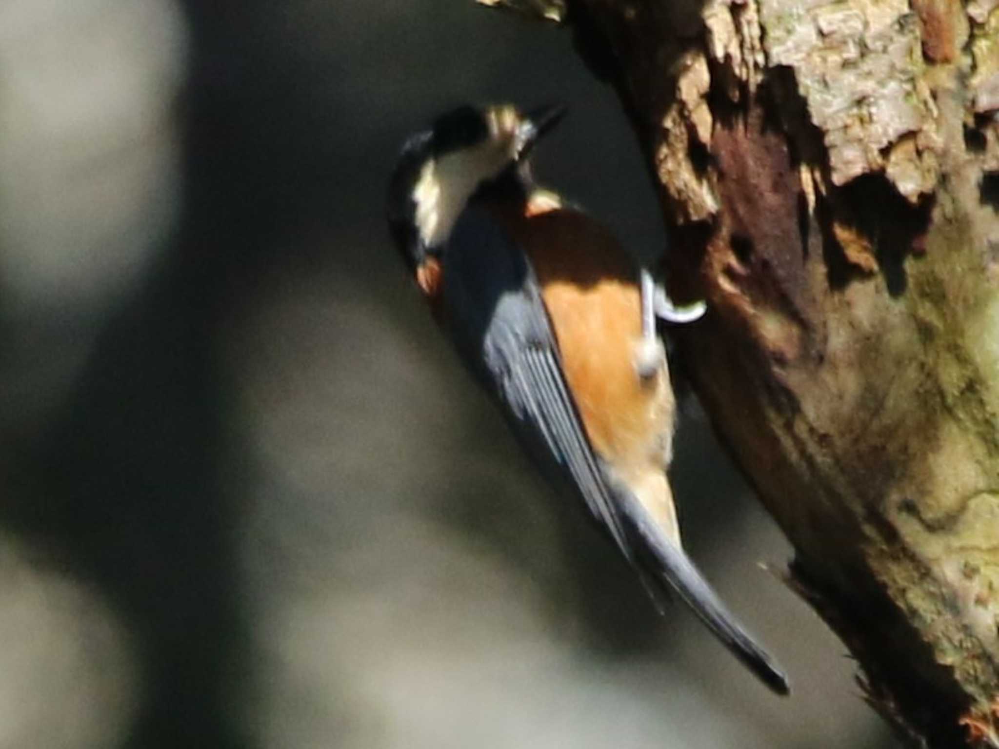 Photo of Varied Tit at 春日山原始林 by ひさにゃん