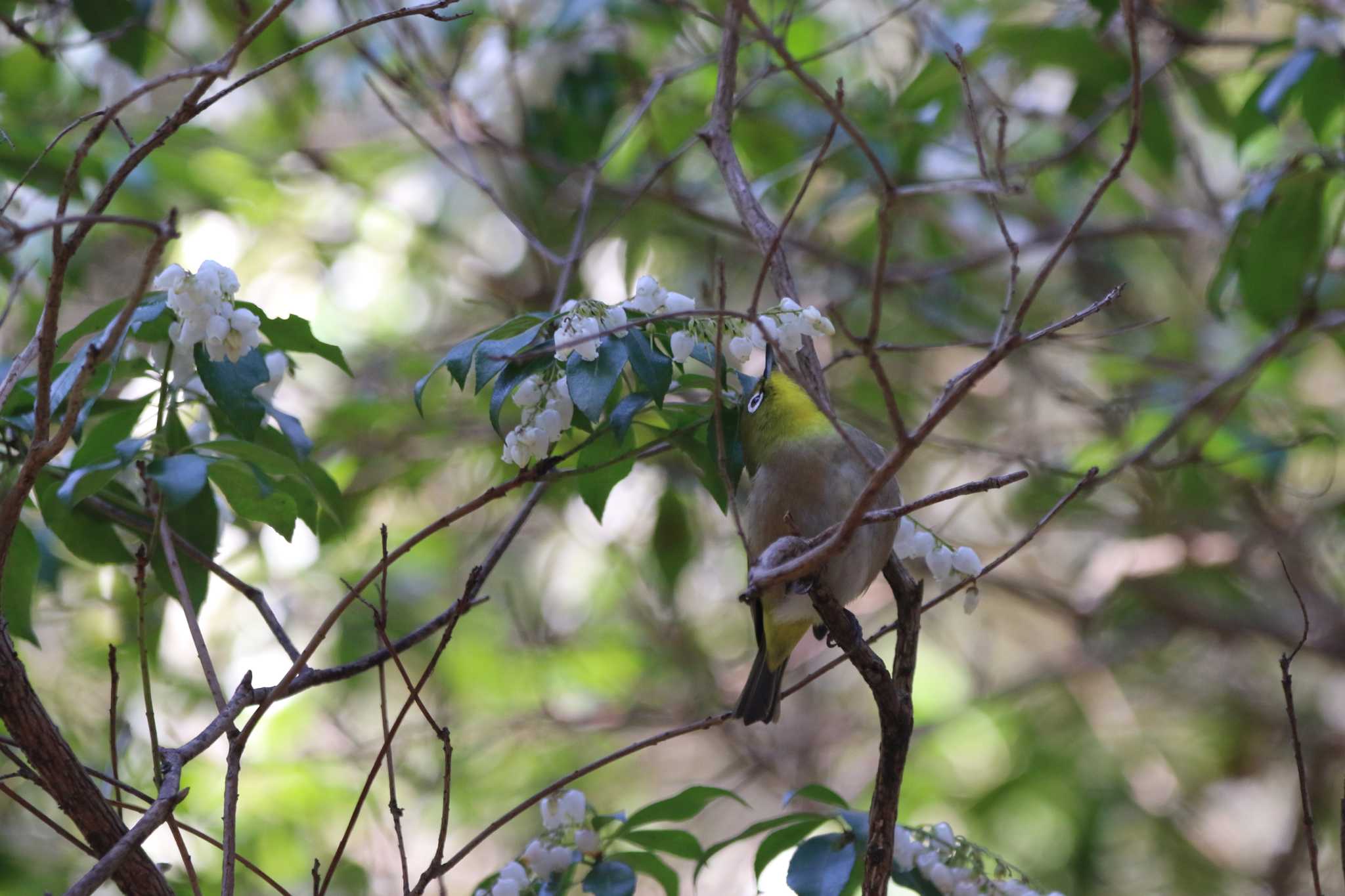 Warbling White-eye