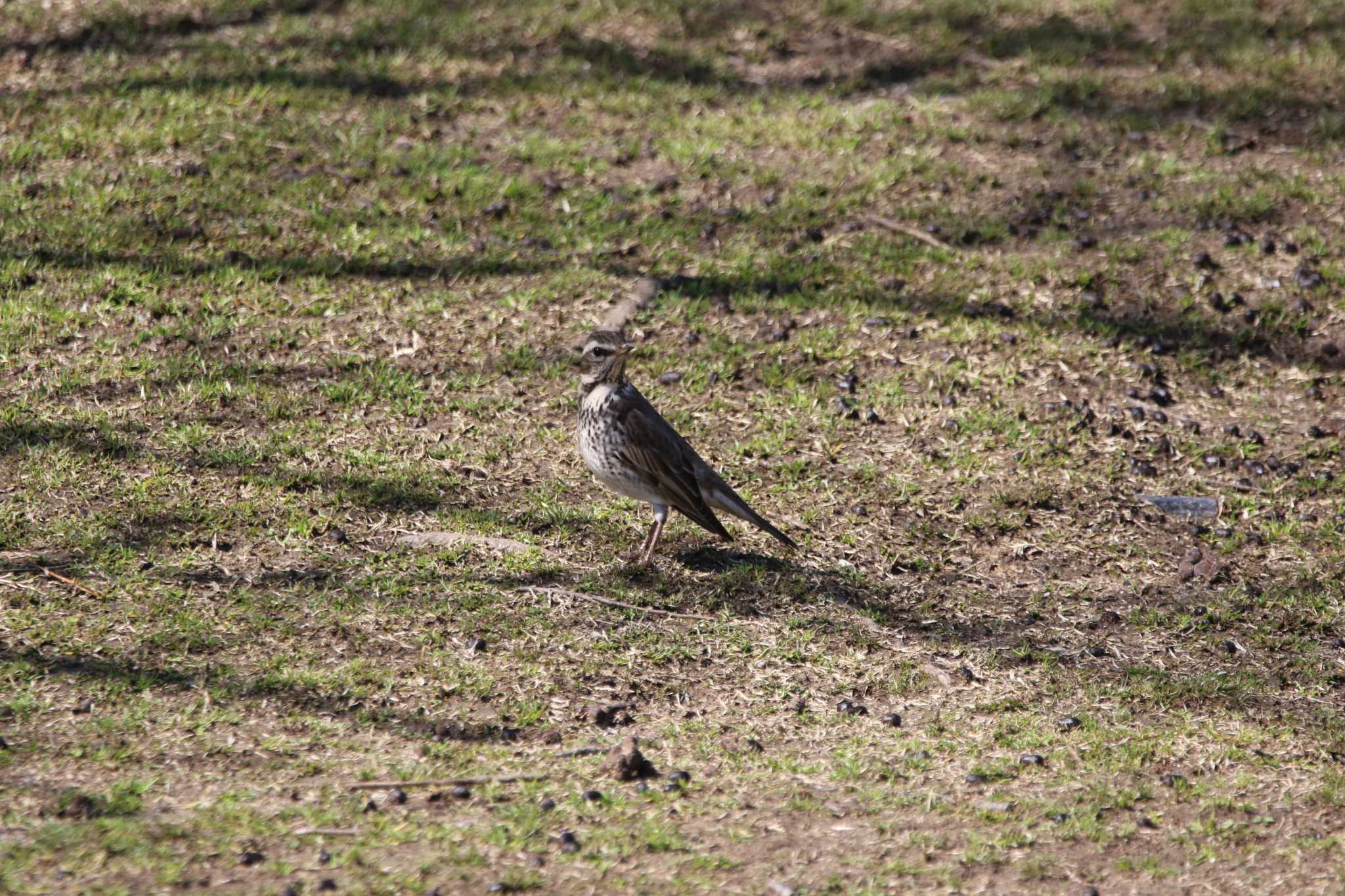 奈良公園 ツグミの写真 by ひさにゃん