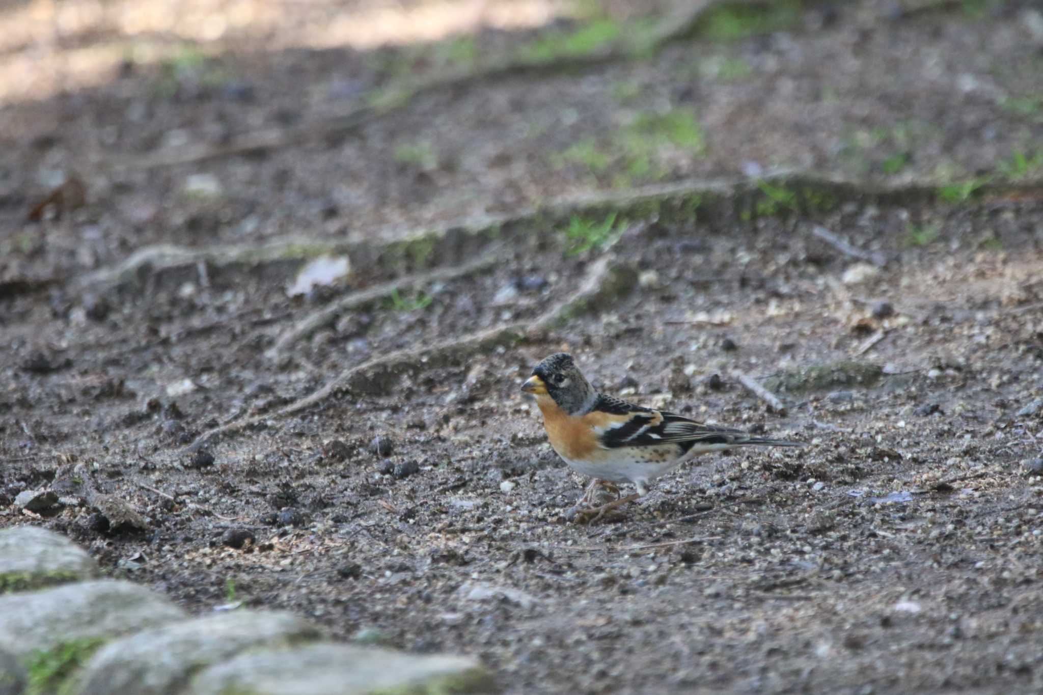 Brambling