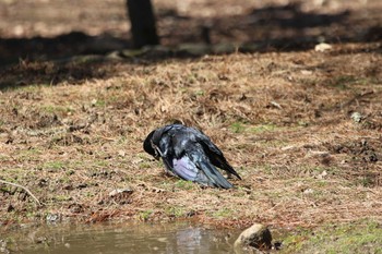 ハシブトガラス 奈良公園 2020年3月9日(月)