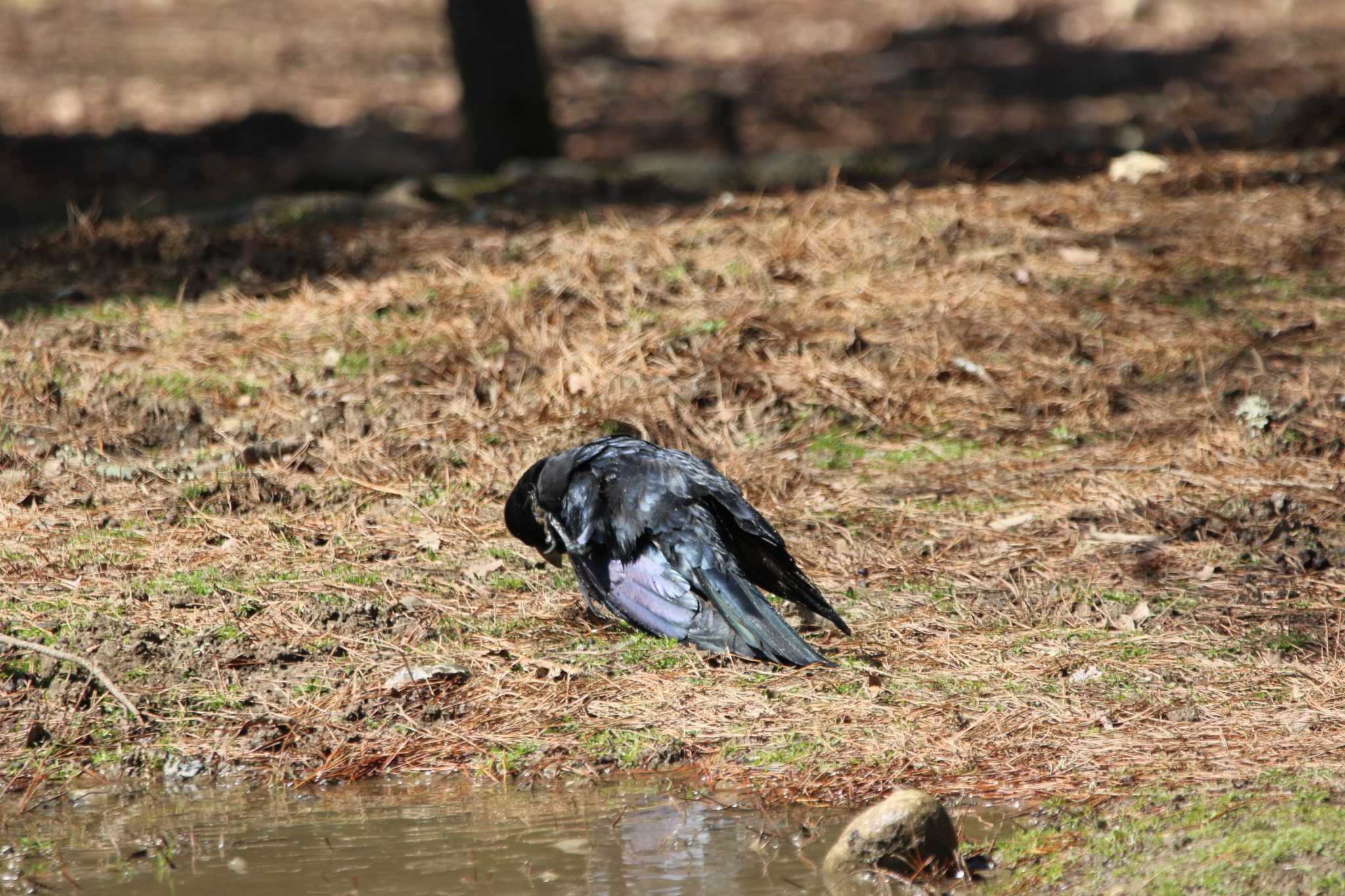 Large-billed Crow