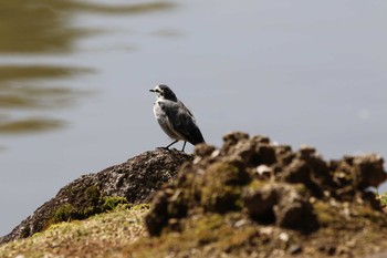 Mon, 3/9/2020 Birding report at Nara Park