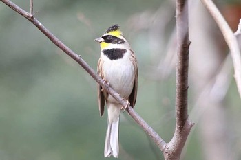 Yellow-throated Bunting Tama Cemetery Unknown Date