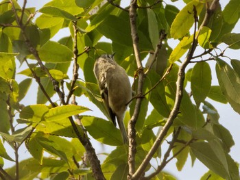 2020年2月29日(土) 狭山湖の野鳥観察記録