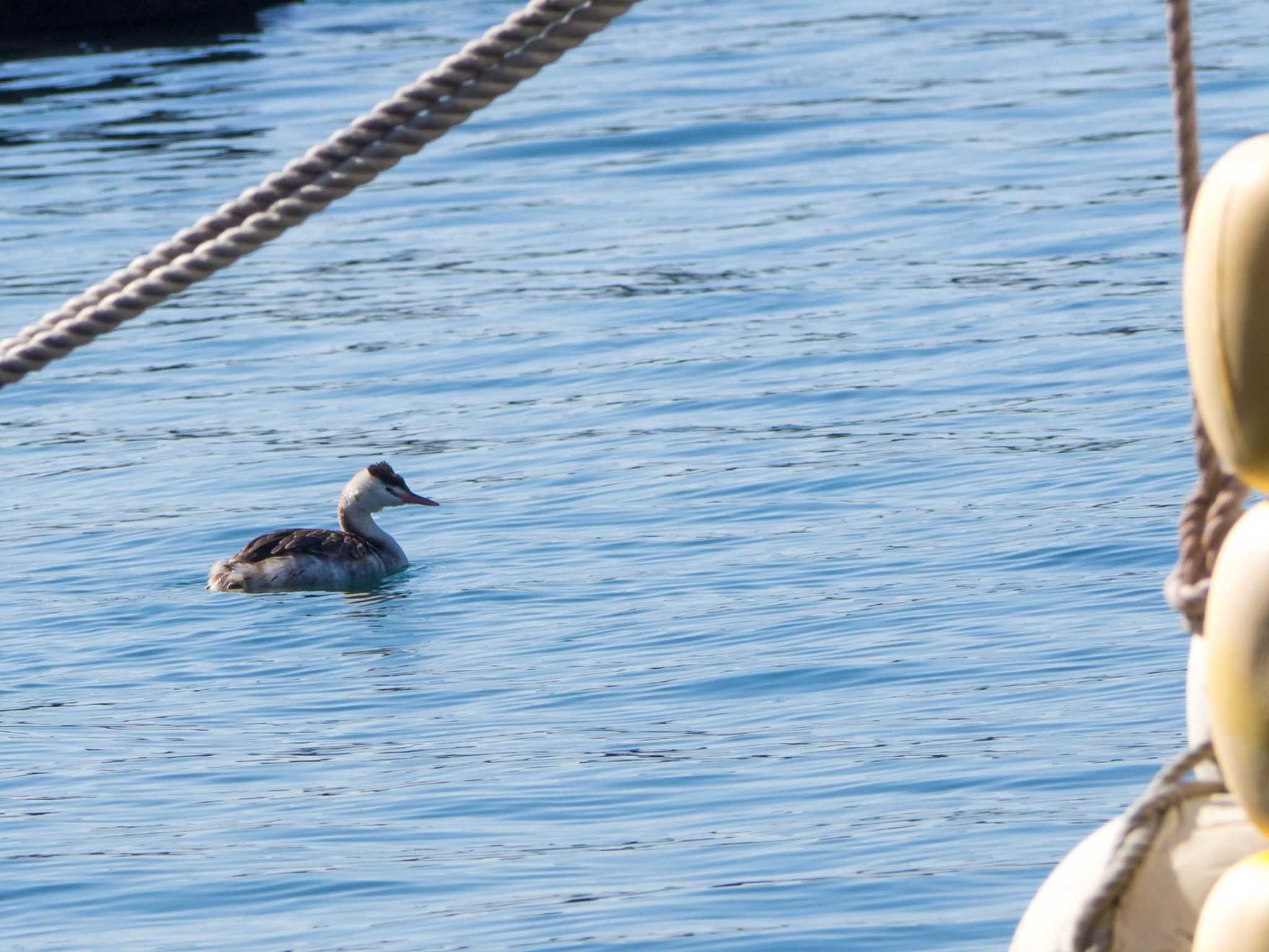 白浜野島崎公園 カンムリカイツブリの写真 by Tosh@Bird