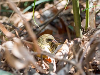 Masked Bunting Yatoyama Park Thu, 3/5/2020