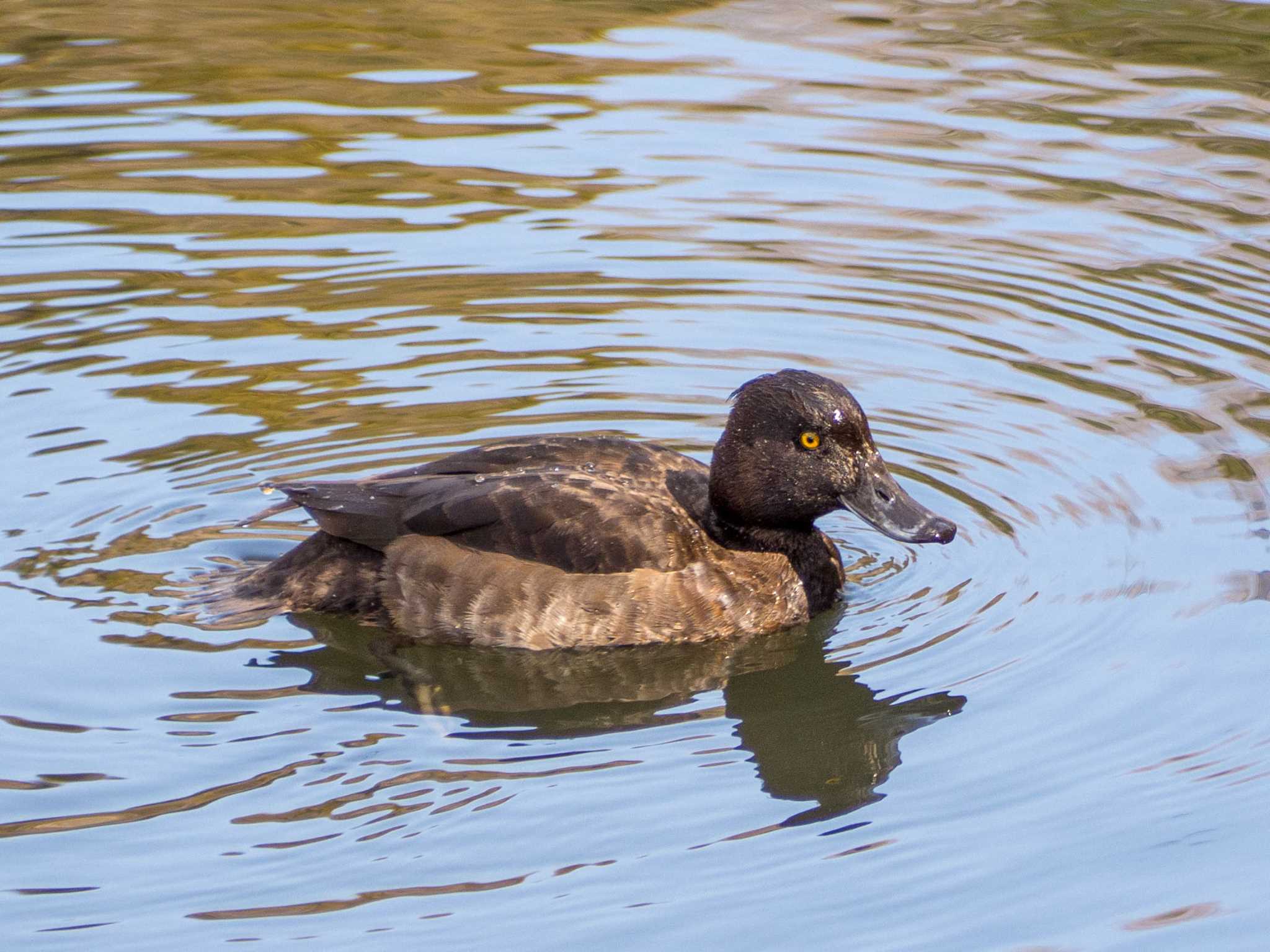 Photo of Tufted Duck at Yatoyama Park by Tosh@Bird