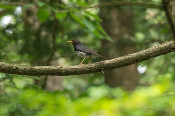 Japanese Thrush 富士山麓 Thu, 7/23/2015