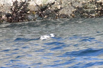 Pigeon Guillemot 落石 Thu, 2/27/2020