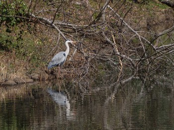 Thu, 3/5/2020 Birding report at Yatoyama Park