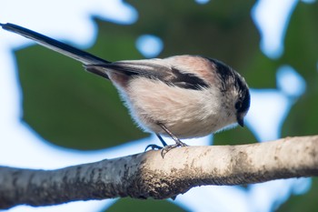 Long-tailed Tit 都立芦花公園 Thu, 1/4/2018