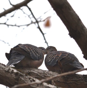 Oriental Turtle Dove 岐阜市 Unknown Date