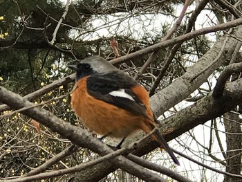 2020年3月9日(月) 東京都多摩地域の野鳥観察記録