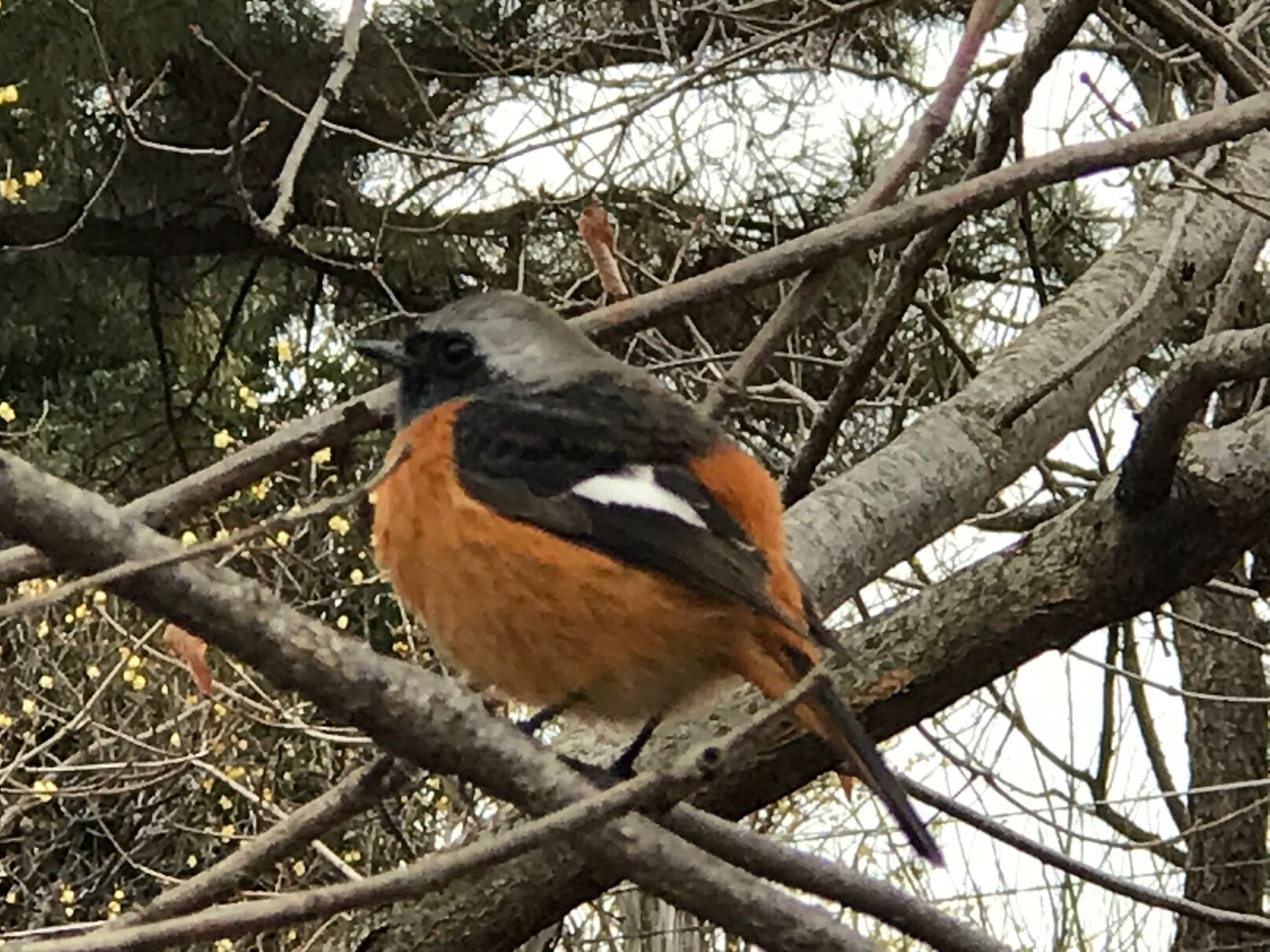 Daurian Redstart