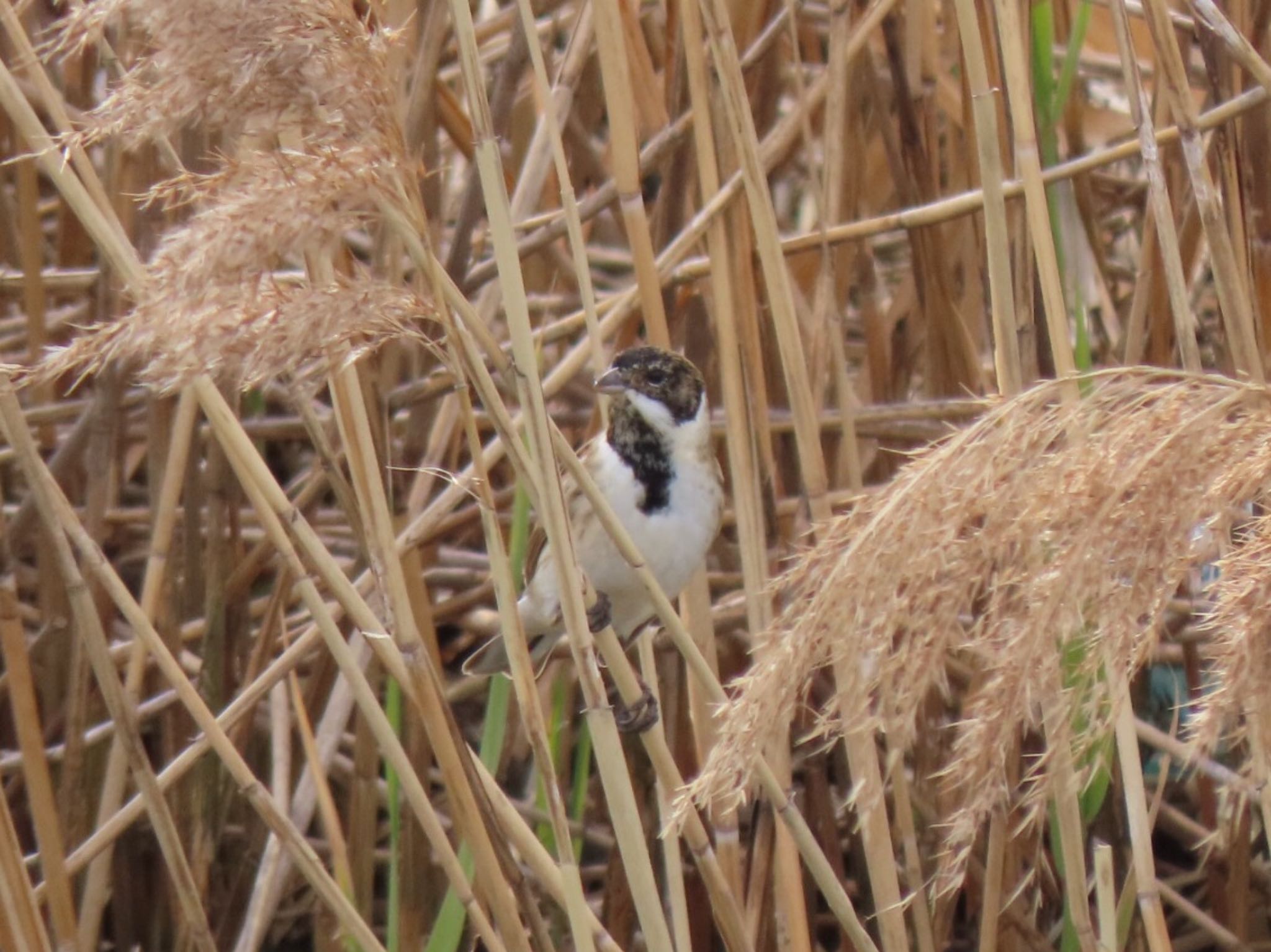 Photo of Common Reed Bunting at 男里川 by くるみ