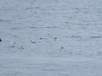 Great Crested Grebe 男里川 Mon, 3/9/2020