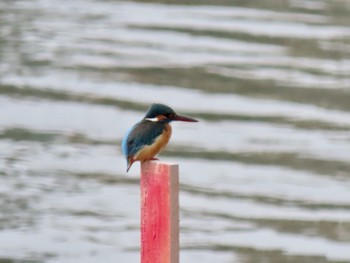 Common Kingfisher 男里川 Mon, 3/9/2020