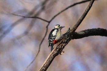 Great Spotted Woodpecker Shinjuku Gyoen National Garden Sun, 2/24/2013