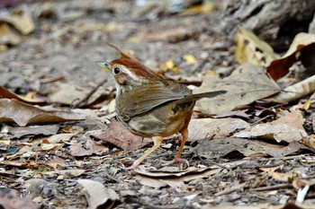 Puff-throated Babbler タイ中部 Sun, 2/9/2020