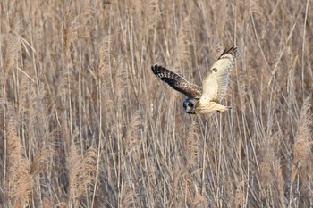 Short-eared Owl Watarase Yusuichi (Wetland) Mon, 3/9/2020