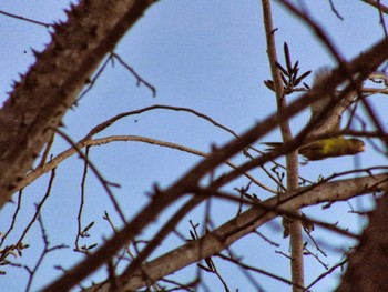 White-fronted Amazon