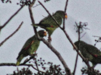White-fronted Amazon コスタリカ Unknown Date