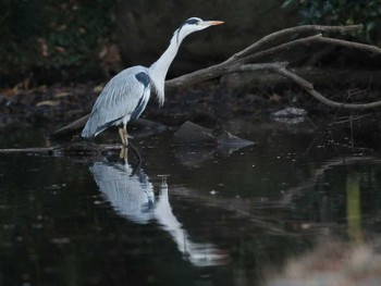 Grey Heron Shinjuku Gyoen National Garden Sat, 1/9/2016