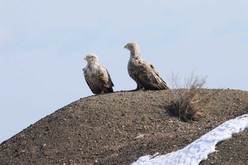 オジロワシ 野付半島 2020年2月29日(土)